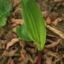 Image of Cremastra appendiculata var. variabilis (Blume) I. D. Lund