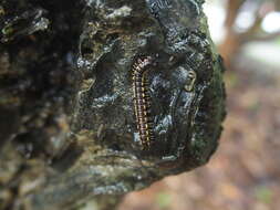 Image of Millipede