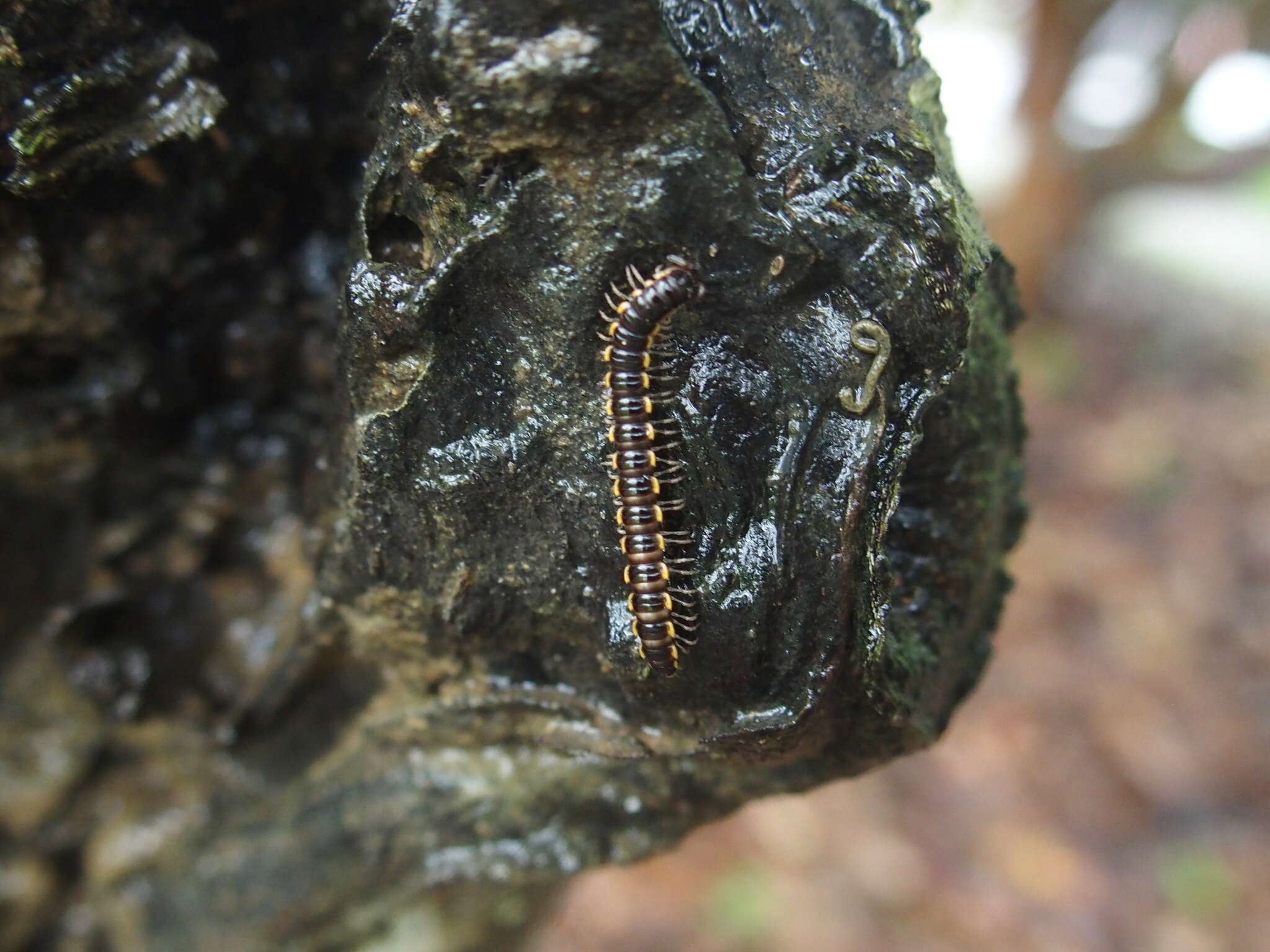 Image of Millipede