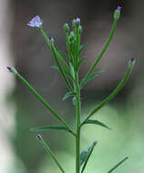 Image of american willowherb