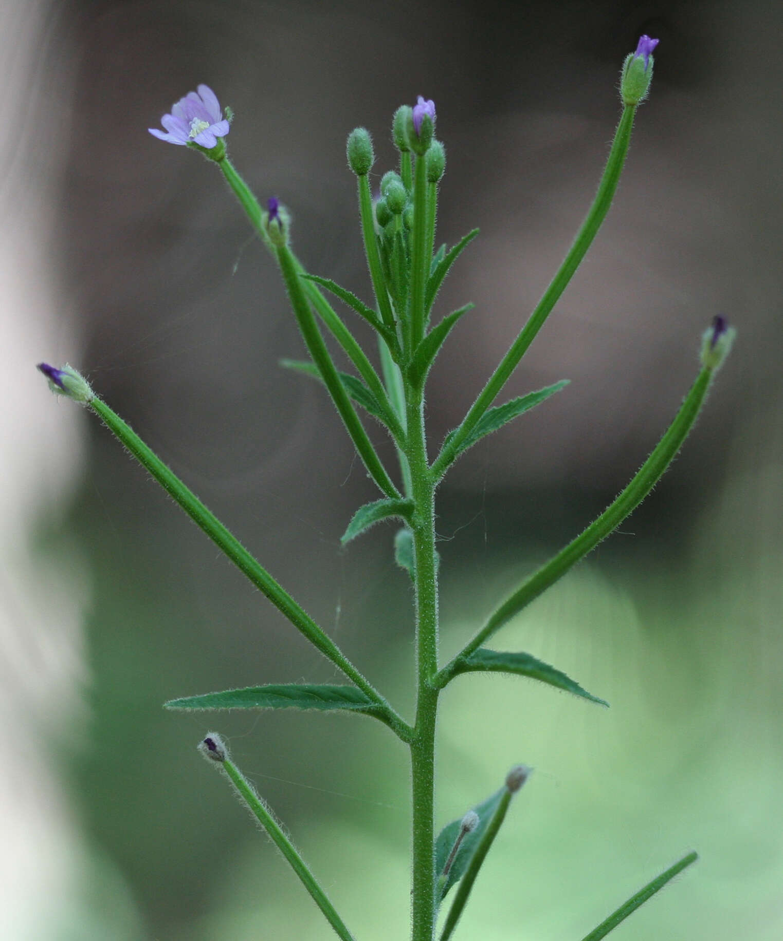 Image of american willowherb