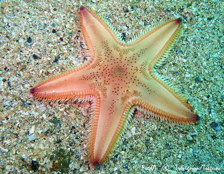 Image of Sand star