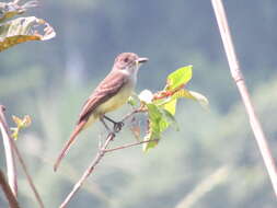 Image of Short-crested Flycatcher