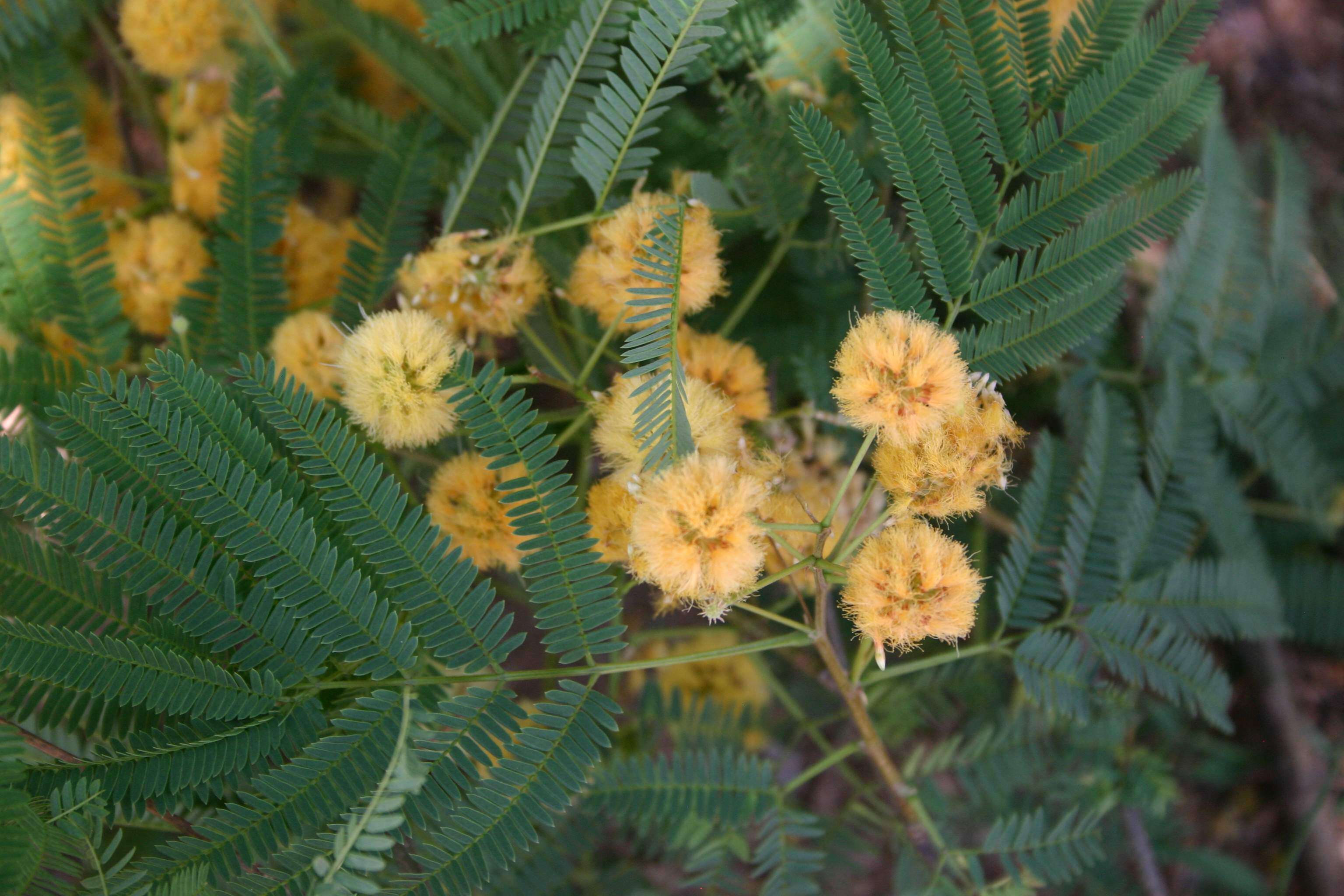 Image of albizia