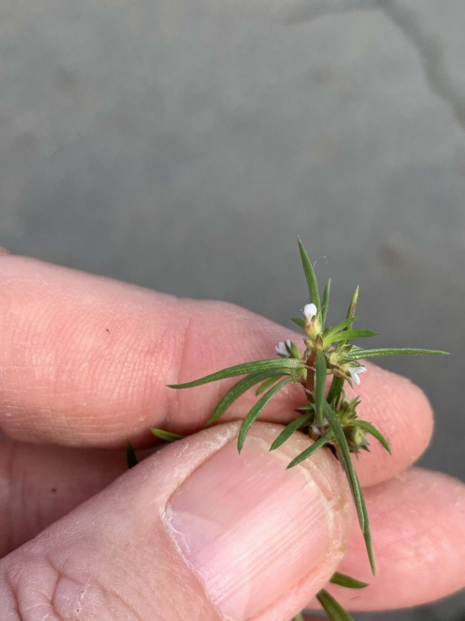 Image of Oldenlandia capensis var. capensis