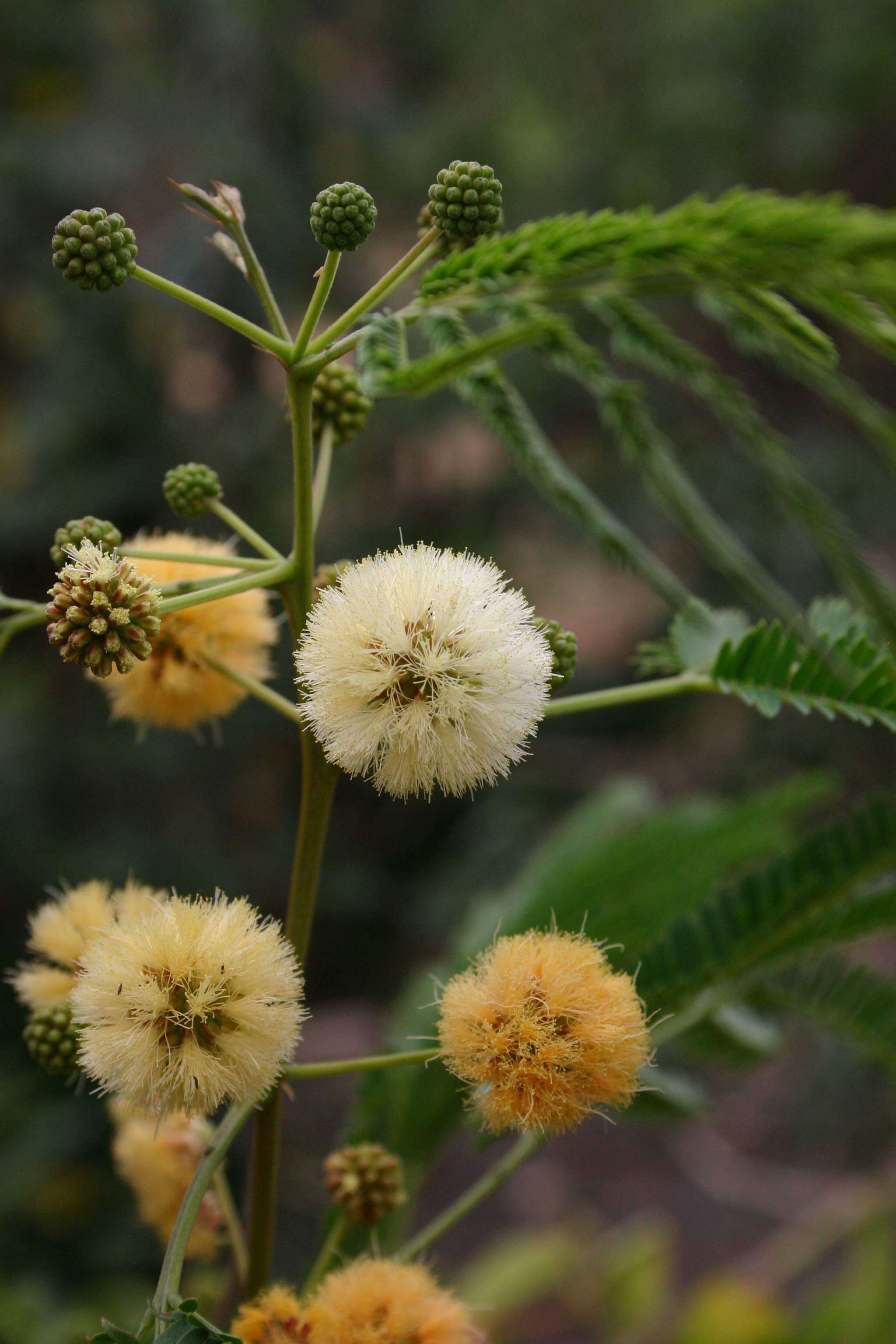 Image of albizia