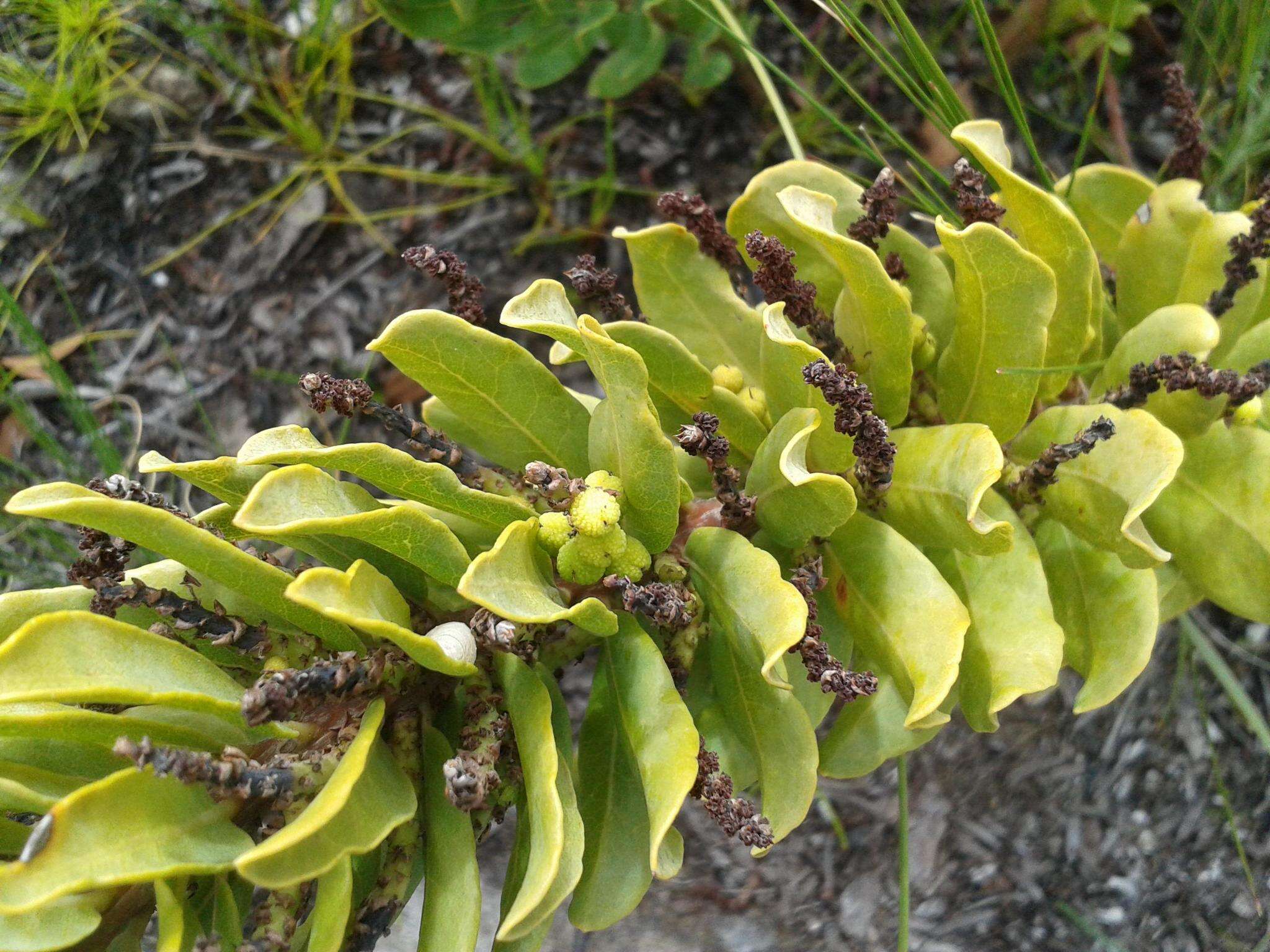 Image of Morella humilis (Cham. & Schltdl.) D. J. B. Killick