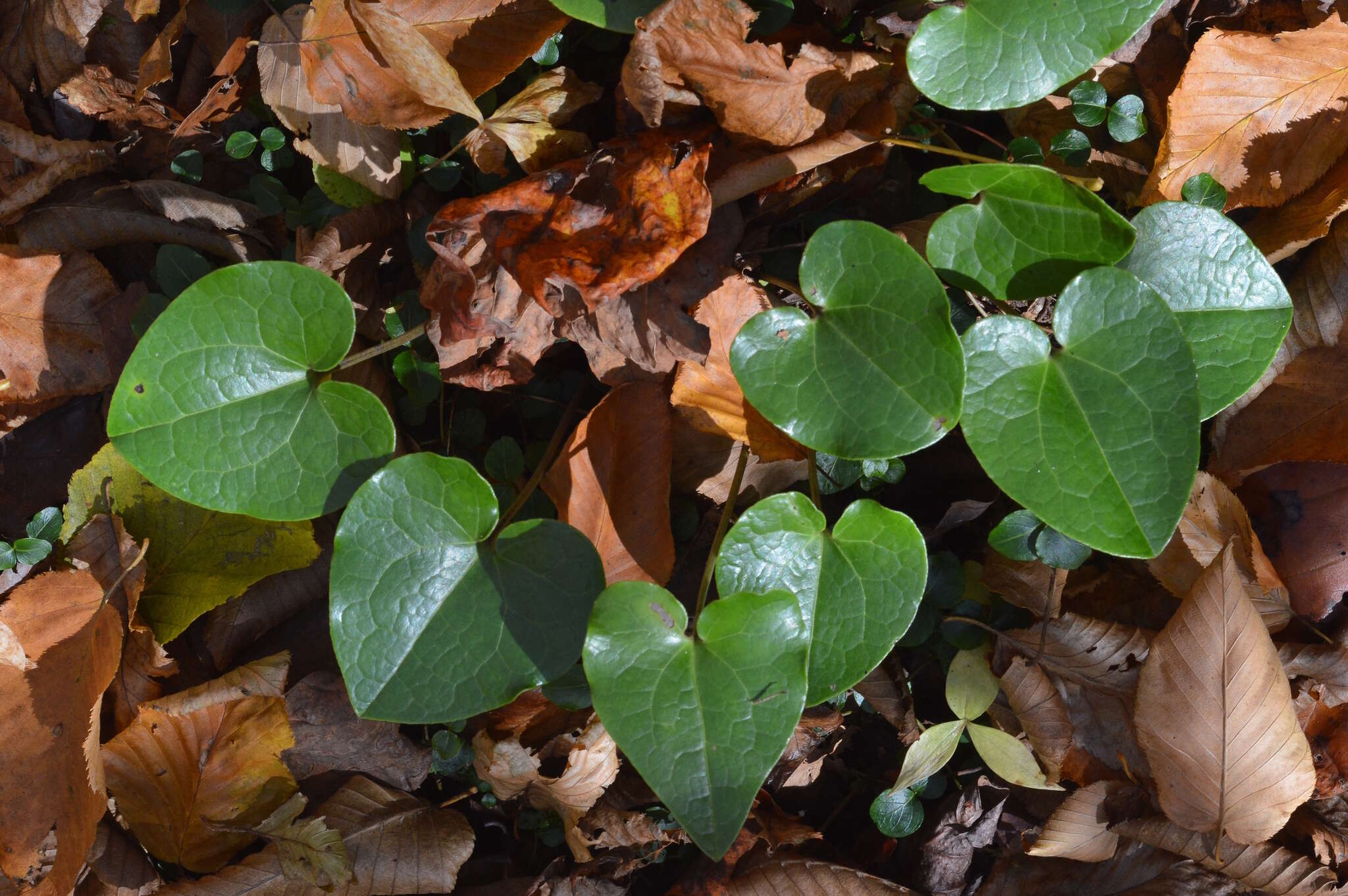 Image de Hexastylis heterophylla (Ashe) Small