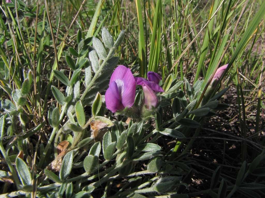 Image de Oxytropis bracteata Basil.