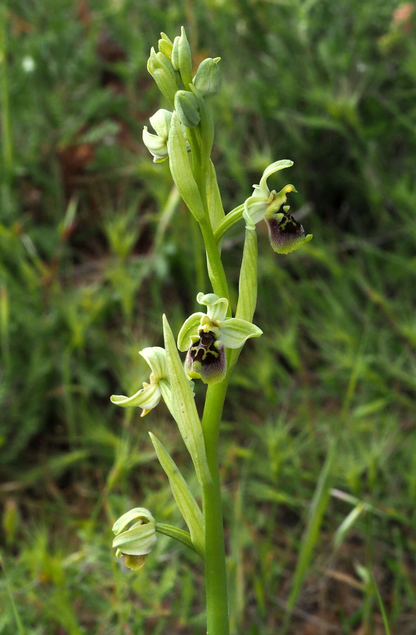 Ophrys bornmuelleri subsp. bornmuelleri resmi