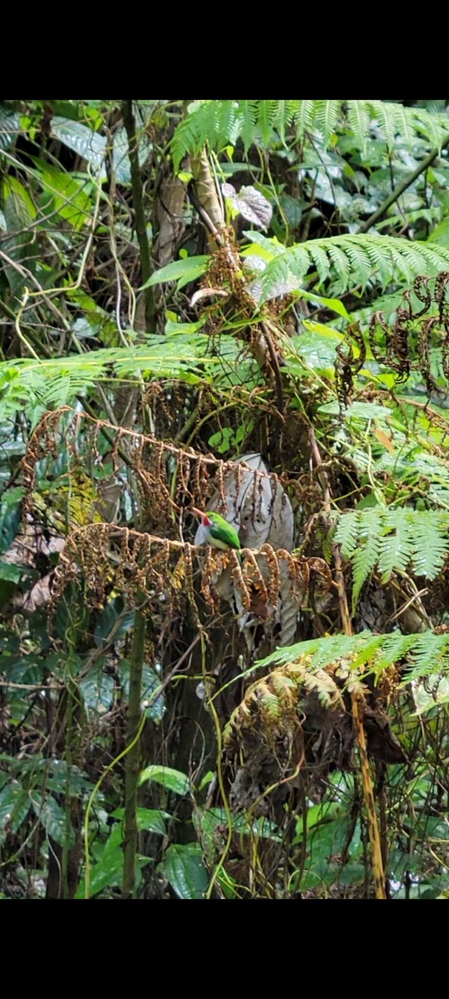 Image of Puerto Rican Tody