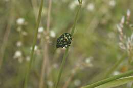 Image of Orsilochides variabilis (Herrich-Schaeffer 1837)