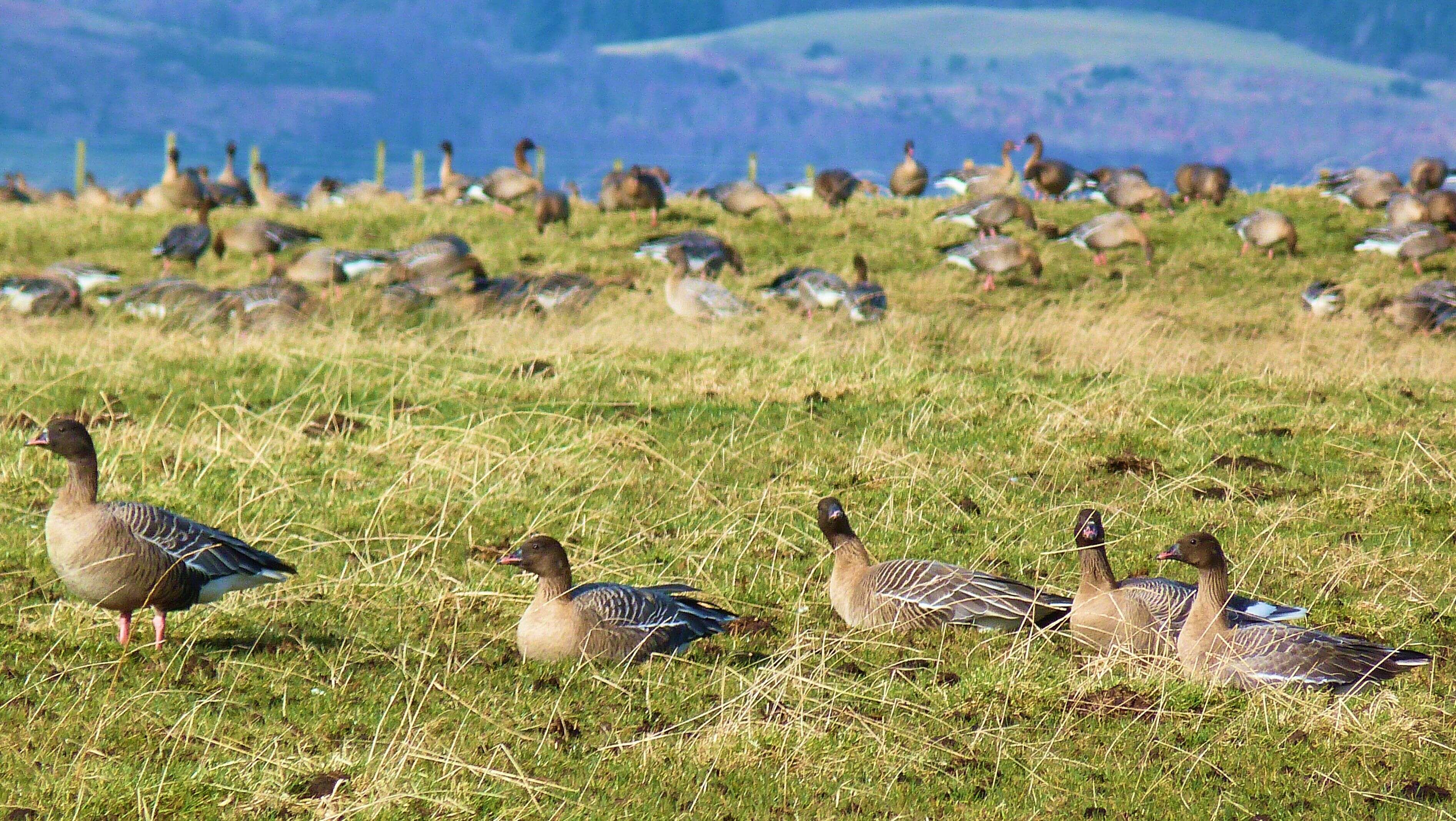 Imagem de Anser brachyrhynchus Baillon 1834