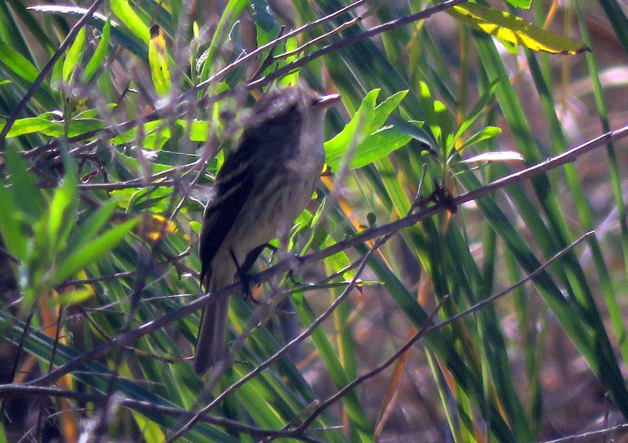 Myiophobus fasciatus (Müller & Pls 1776)的圖片