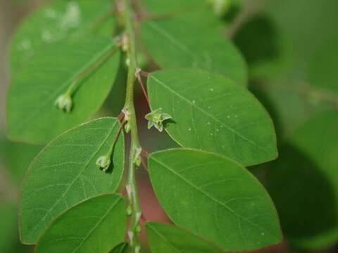 Image de Phyllanthus tenellus Roxb.