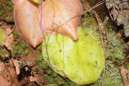 Imagem de Pinguicula macrophylla Kunth