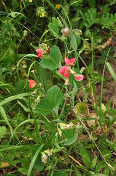 Lathyrus rotundifolius subsp. miniatus (Steven) P. H. Davis resmi