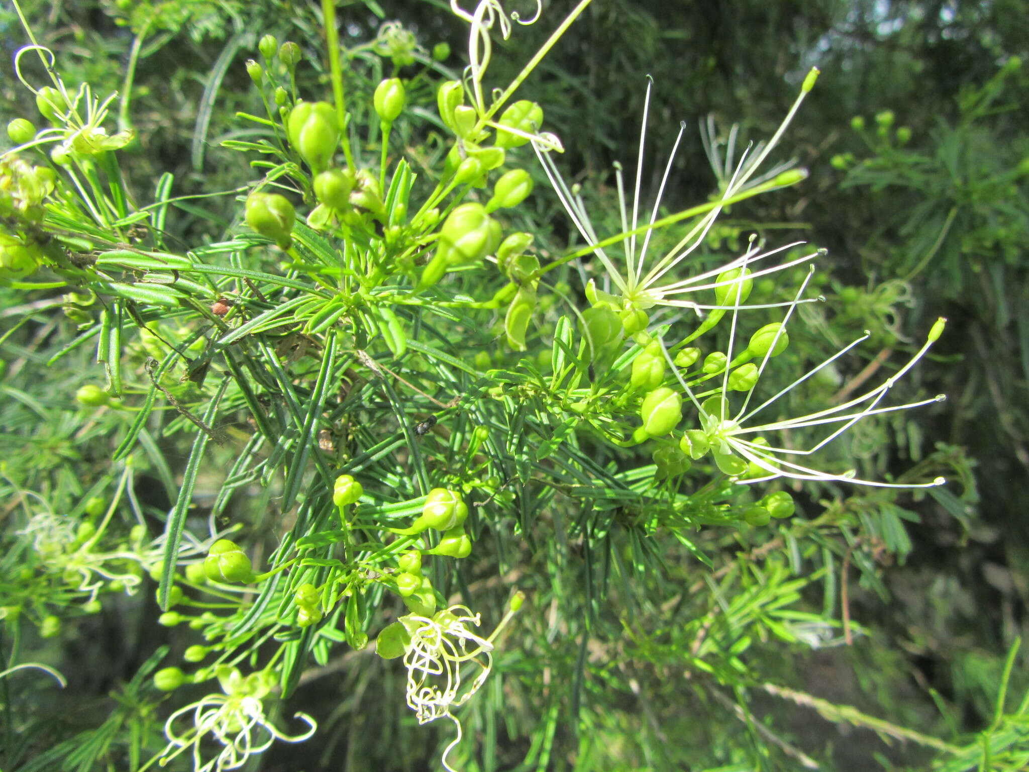 Image of Maerua rosmarinoides (Sond.) Hochst. ex Pax