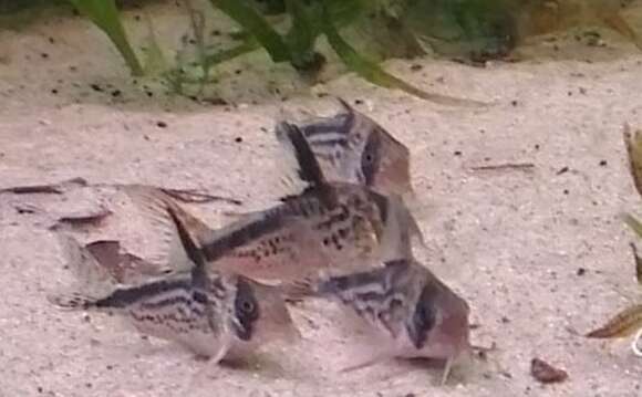 Image of Corydoras loxozonus Nijssen & Isbrücker 1983