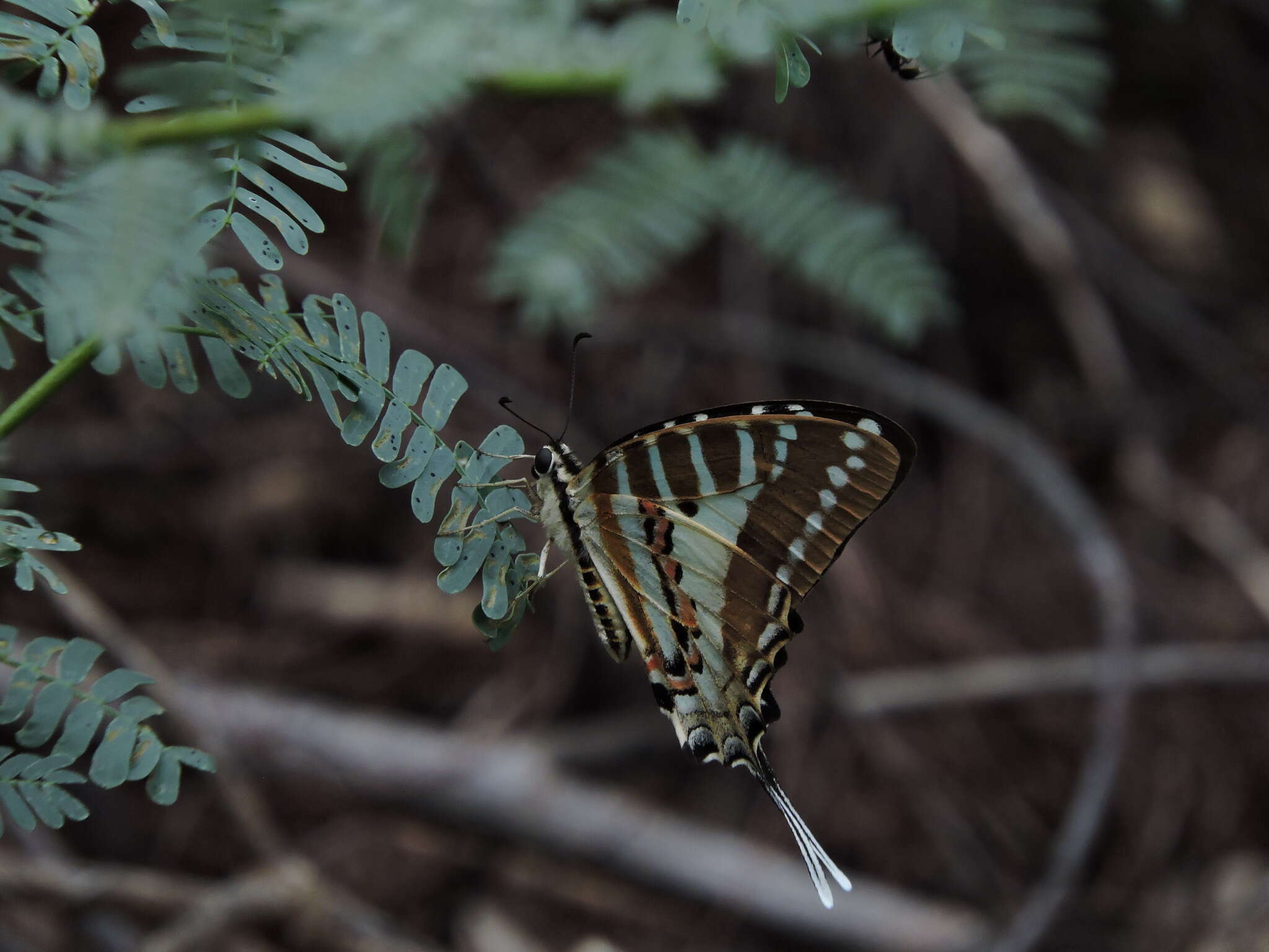 Слика од Graphium nomius (Esper 1798)