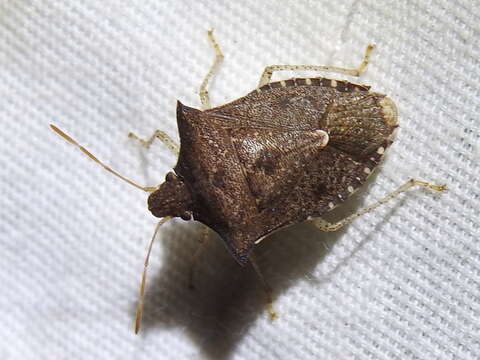 Image of Dusky Stink Bug