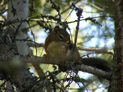 Image of Douglas's Squirrel