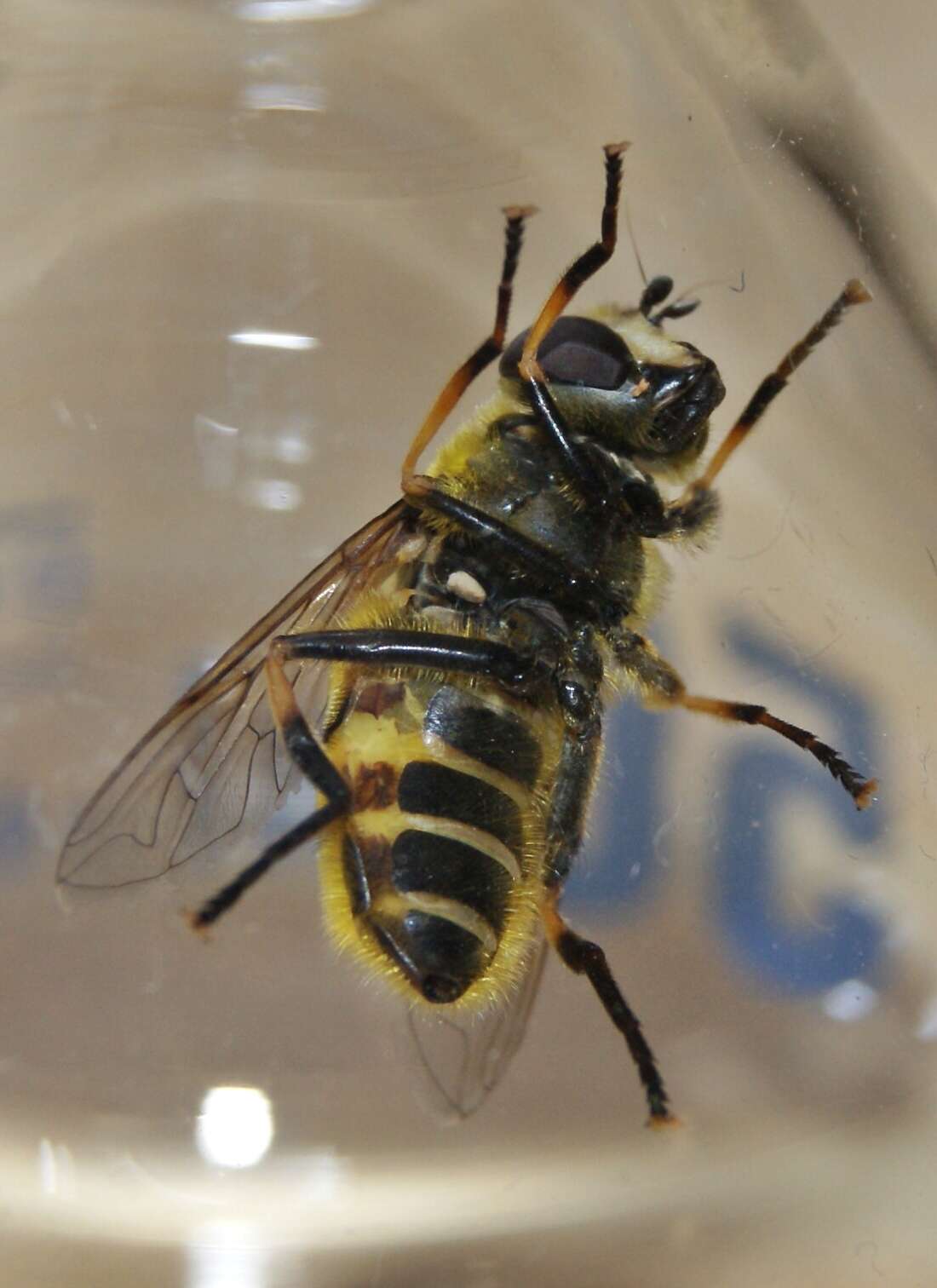 Image of Myathropa florea