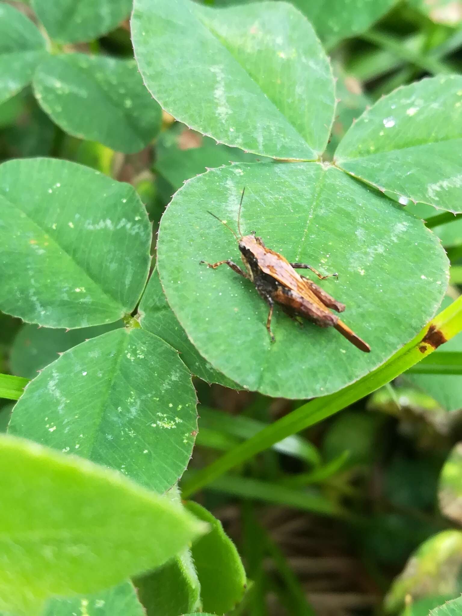 Image of Black-sided Pygmy Grasshopper