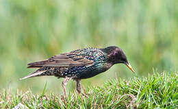 Image of Sturnus Linnaeus 1758