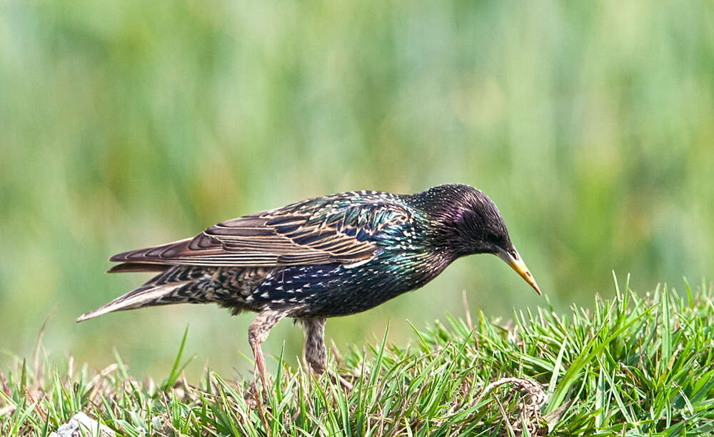 Image of Sturnus Linnaeus 1758