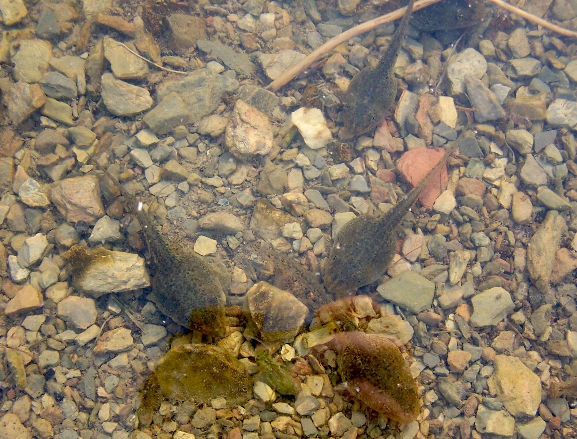 Image of Cretan Frog