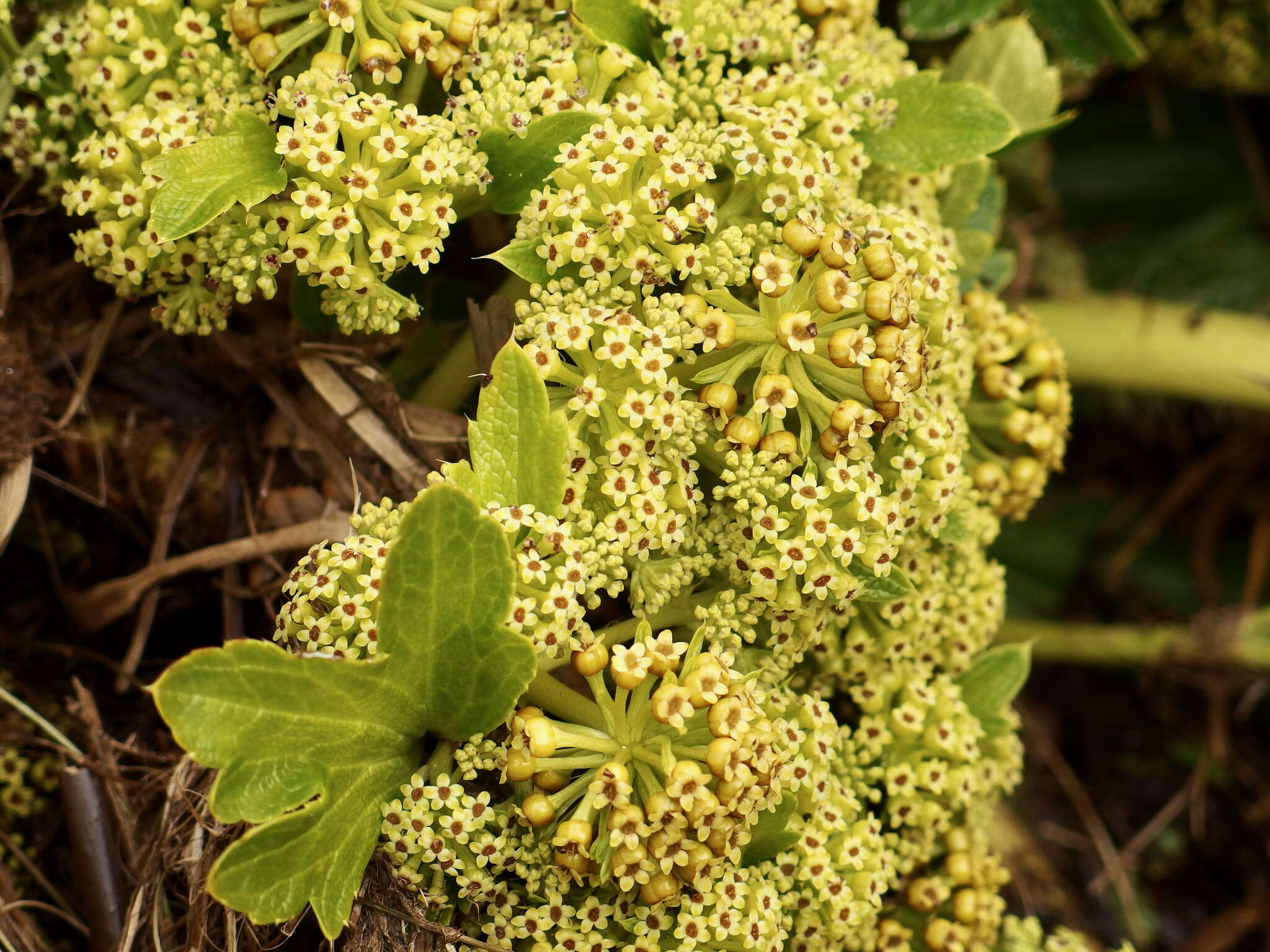 Imagem de Azorella polaris (Hombr.) G. M. Plunkett & A. N. Nicolas