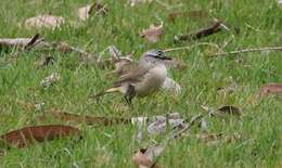 Image of Yellow-rumped Thornbill