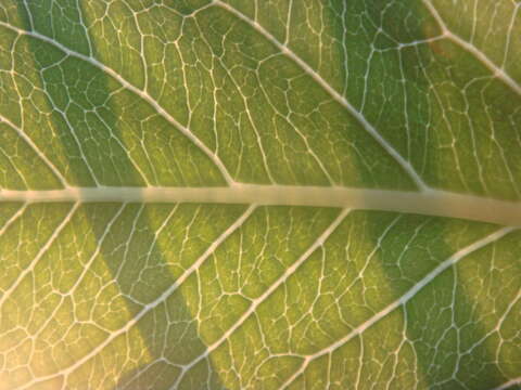 Image of cabbage on a stick