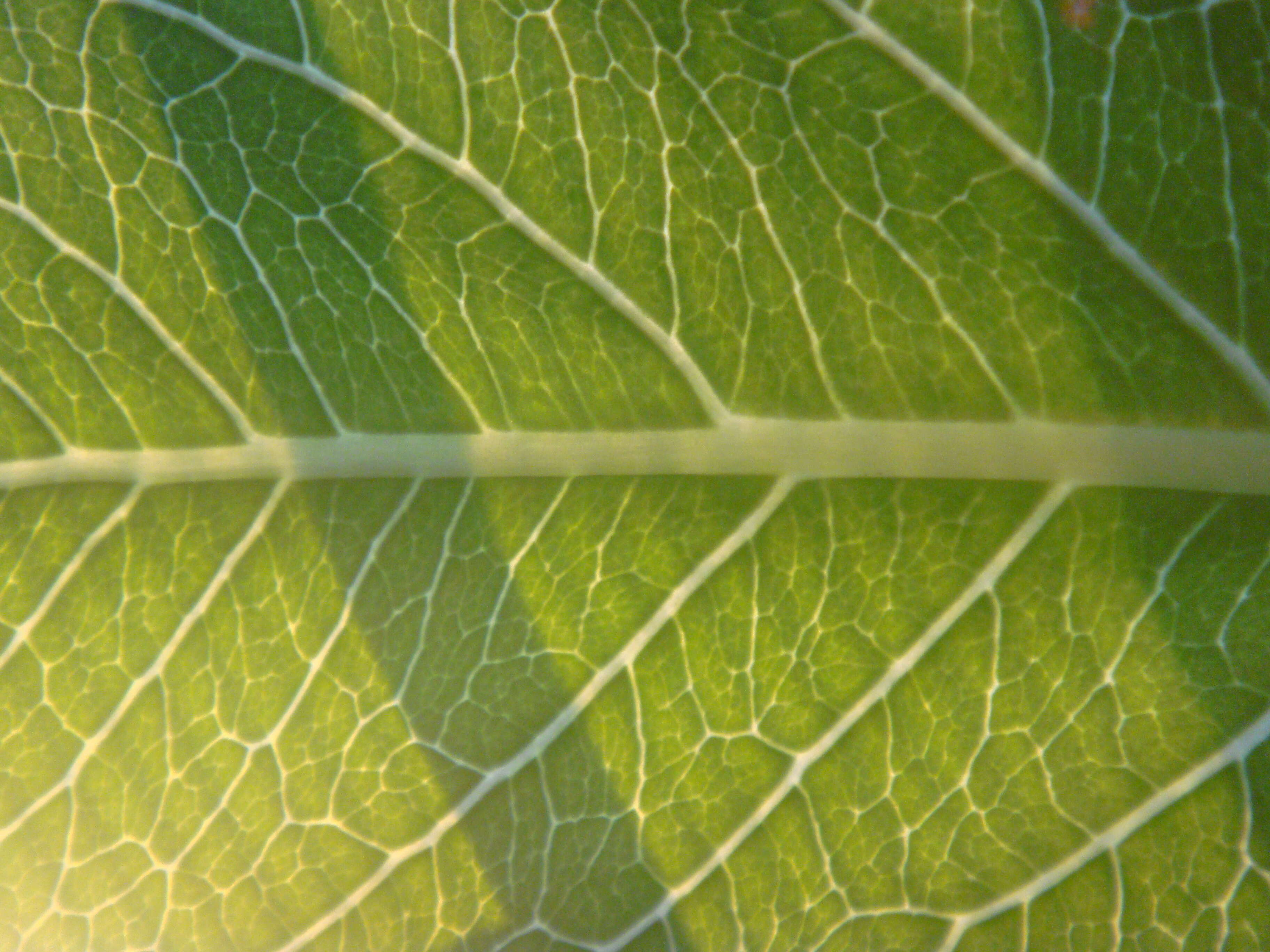 Image of cabbage on a stick