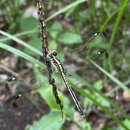 Hemistigma albipunctum (Rambur 1842) resmi