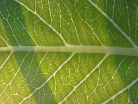 Imagem de Brighamia insignis A. Gray