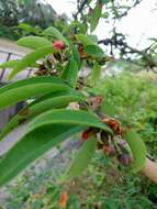 Image of Cratoxylum cochinchinense (Lour.) Bl.