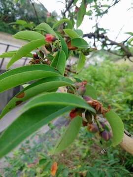 Imagem de Cratoxylum cochinchinense (Lour.) Bl.