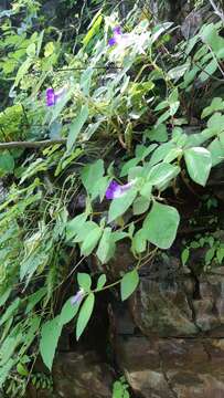 Image of Achimenes mexicana (Seem.) Benth. & Hook. fil. ex Fritsch