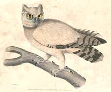 Image of Eagle-owls