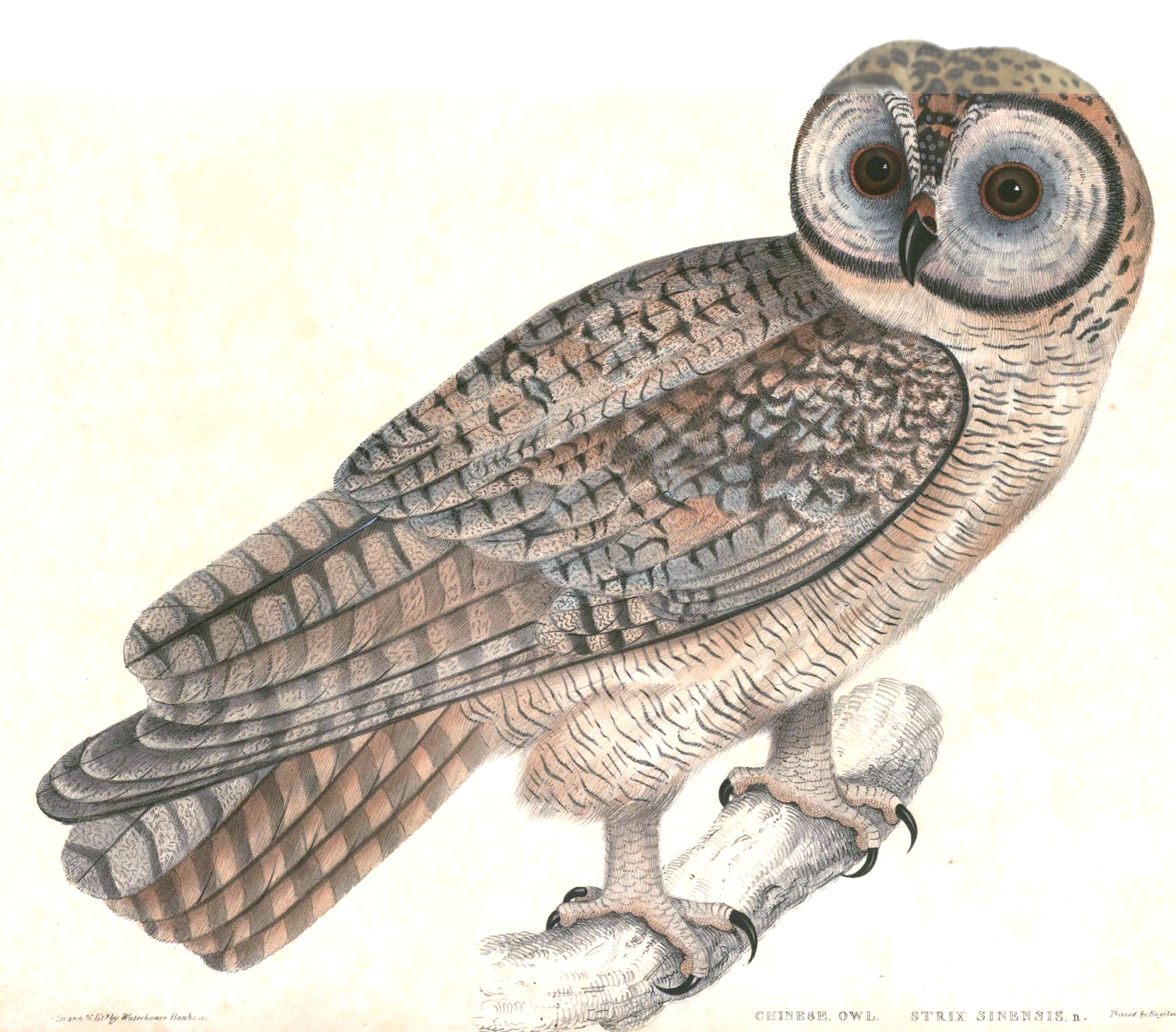 Image of Strix Linnaeus 1758