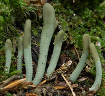 Image of green earth tongues