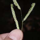 Image of Panama Crown Grass