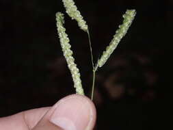 Image of Panama Crown Grass