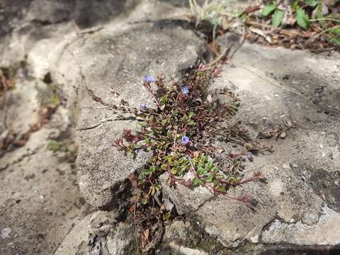 Imagem de Veronica vendettadeae Albach