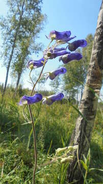 Image of Aconitum volubile Pall.