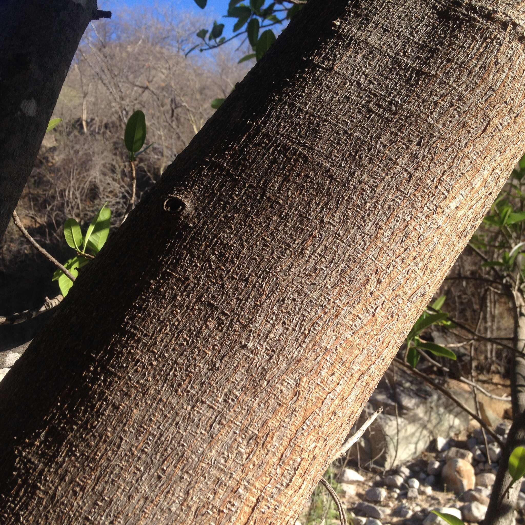 Ficus maxima Mill.的圖片