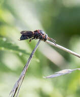 Image of Two-banded Cellophane-cuckoo Bee