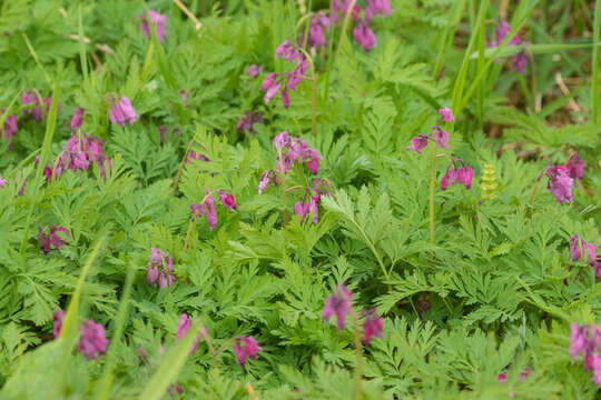 Imagem de Dicentra formosa subsp. formosa